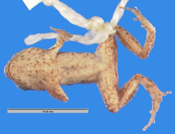 Media type: image; Herpetology A-103893